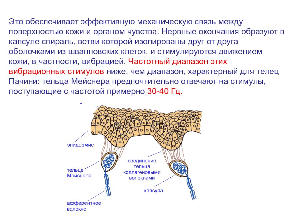 Механическая связь. Нервные окончания в мясе. Вид ткани образующая капсулу нервного окончания.