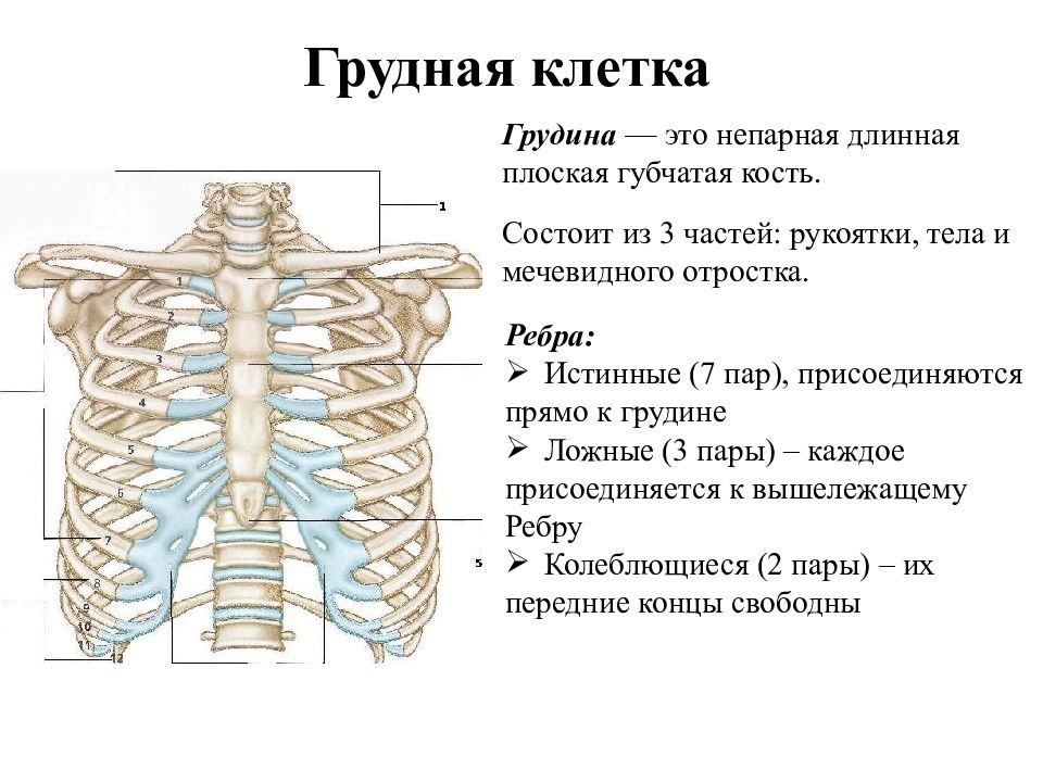 Мечевидный отросток что это