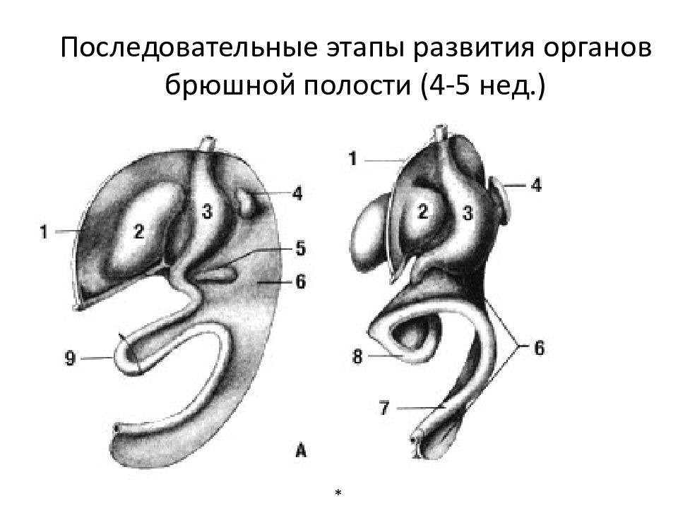 Солидное строение. Этапы эмбрионального развития органов брюшной полости. Развитие желудка. Этап развития внутренних органов этапы. R S строение.