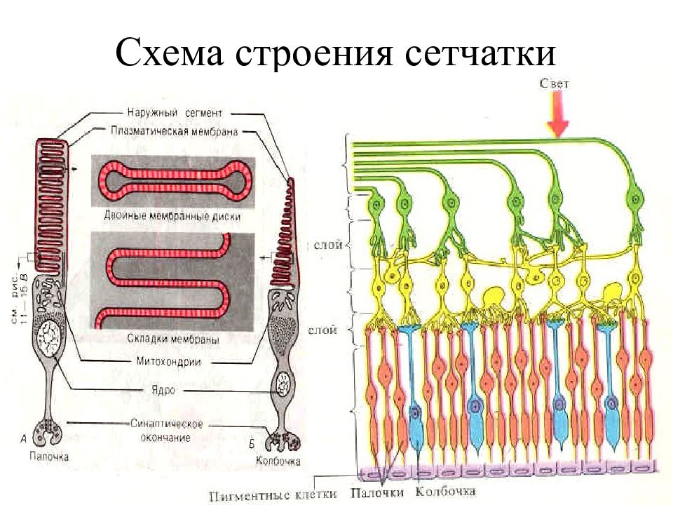 Строение сетчатки. Схема строения сетчатки. Схема строения сетчатк. Инвертированное строение сетчатки. Детальное схематическое строение сетчатки.