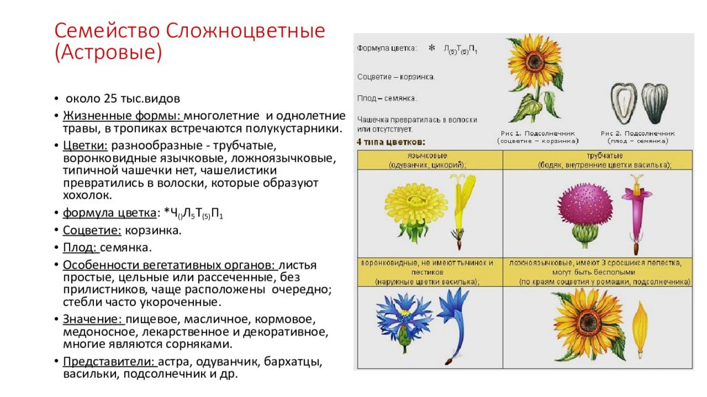 Строение цветка сложноцветные схема