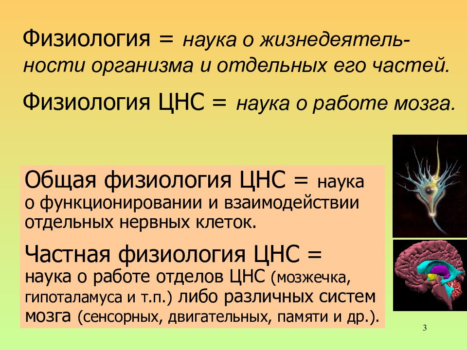 Физиология нервной системы. Физиология ЦНС. Общая физиология ЦНС. Физиология центральной нервной системы. Функции ЦНС физиология.