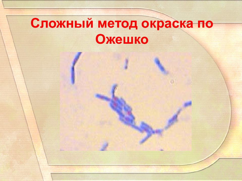 Окраска спор бактерий. Метод Ожешко микробиология. Споры бактерий окраска по Ожешко. Метод окраски Ожешко. Ожешко микробиология.