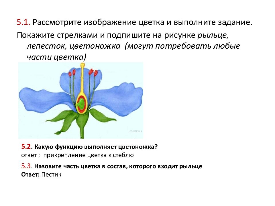 Рассмотрите изображение луковицы лука и выполните задания впр по биологии 6 класс 2 вариант