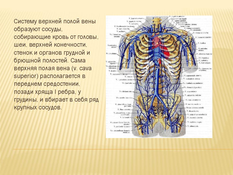 Система верхней полой вены правая половина. Система верхней и нижней полой вены. Верхняя полая Вена анатомия схема. Система полой вены анатомия. Схема системы верхней и нижней полых вен.