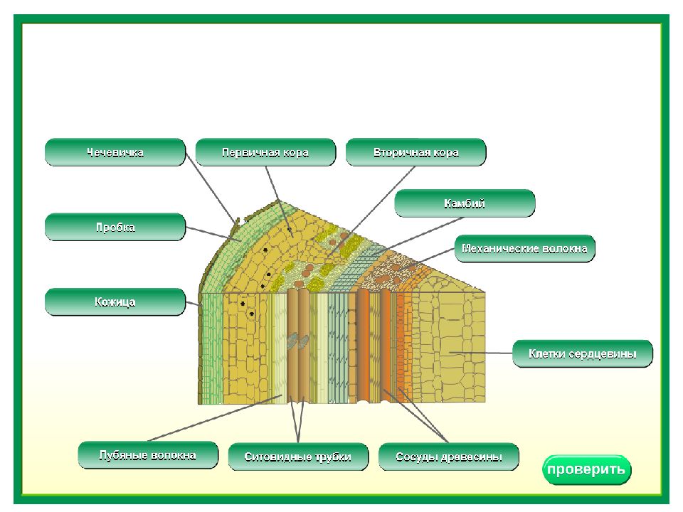 Тема строение. К какому типу ткани относится первичная кора 6 класс 9пораграф.