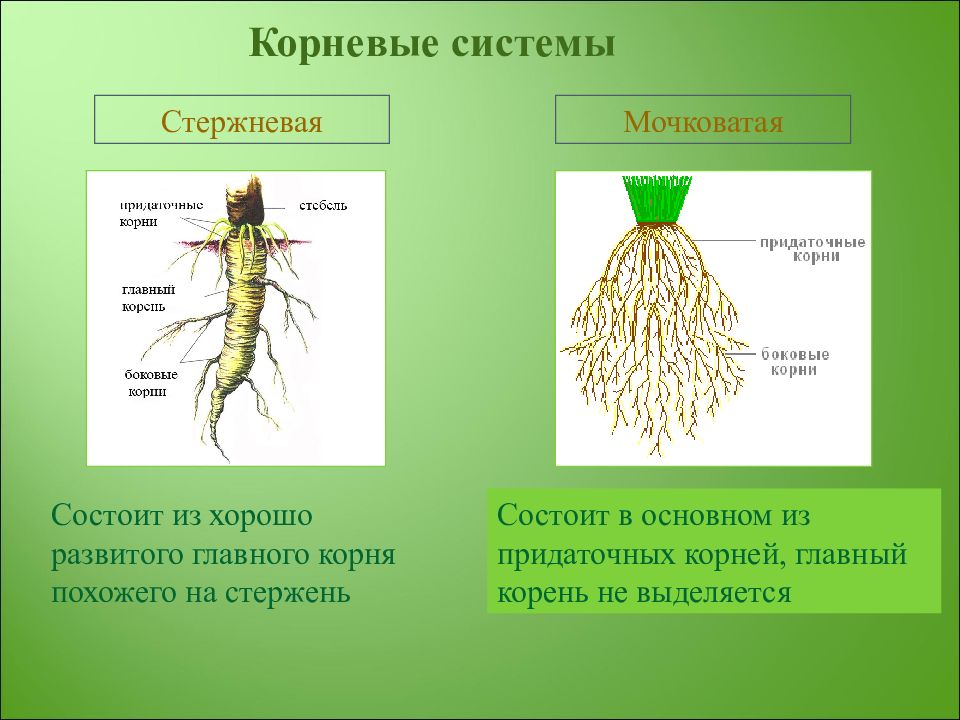 На рисунке стержневая корневая система обозначена буквой а