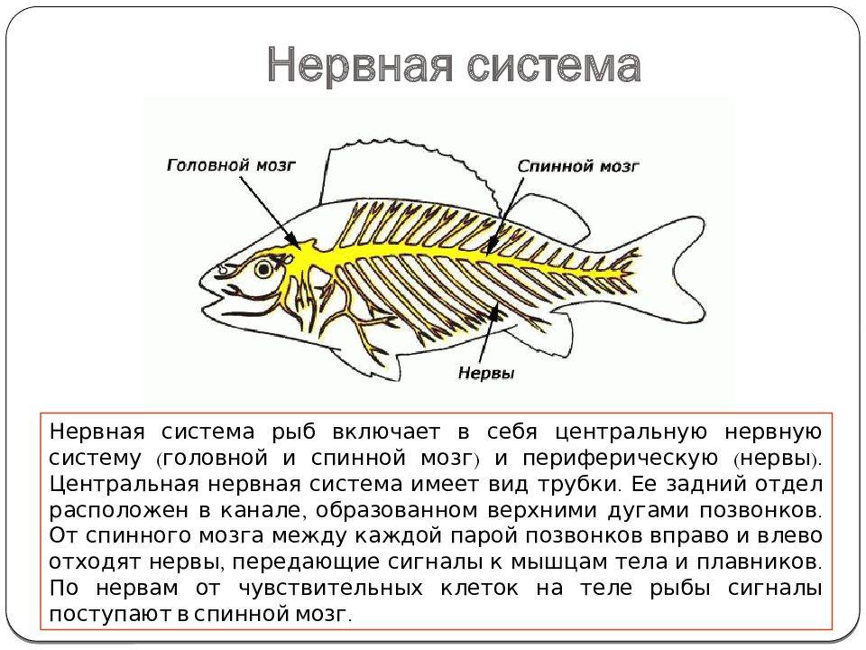 Какой мозг у рыб. Строение спинного мозга у рыб. Спинномозговые нервы у рыб. Нервная система у рыб спинной мозг. Строение нервной системы и головного мозга рыб.