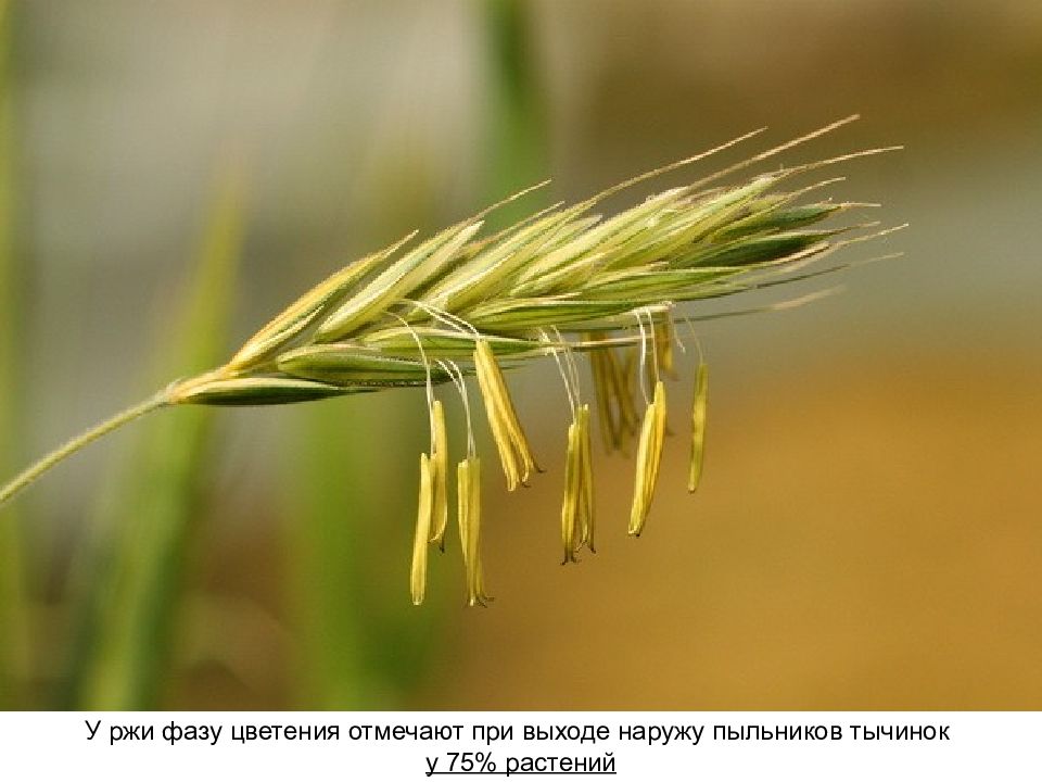 Рожь семейство злаковые. Ветроопыляемый цветок пшеницы. Горная рожь (Secale montanum). Соцветие озимой ржи. Цветок ветроопыляемой ржи.