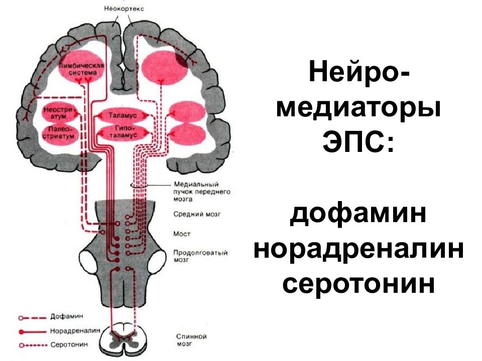 От головного мозга к рабочим органам. Серотонин норадреналин дофамин. Серотонин в головном мозге. Серотонин нейромедиатор дофамин. Норадреналин в мозге.