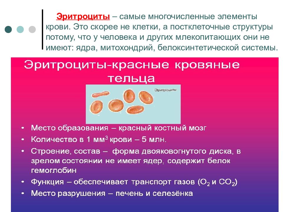 Физиология эритроцитов презентация