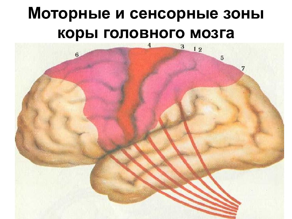 Моторные зоны мозга. Двигательные зоны коры головного мозга. Сенсорные ассоциативные и моторные зоны коры. Моторная, префронтальная, сенсорные зоны коры.
