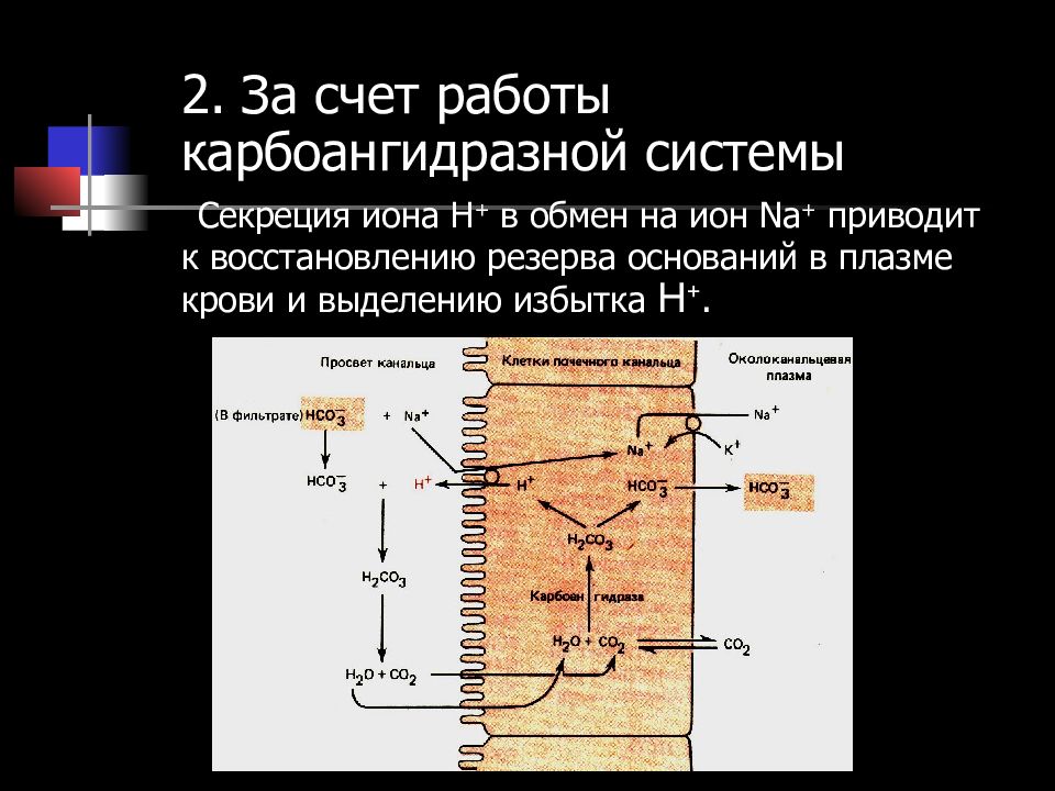 Tat системы секреции. Карбоангидразный механизм. Карбоангидразная система почек. Карбоангидразная система почек функции. Карбоангидразный механизм в почках.