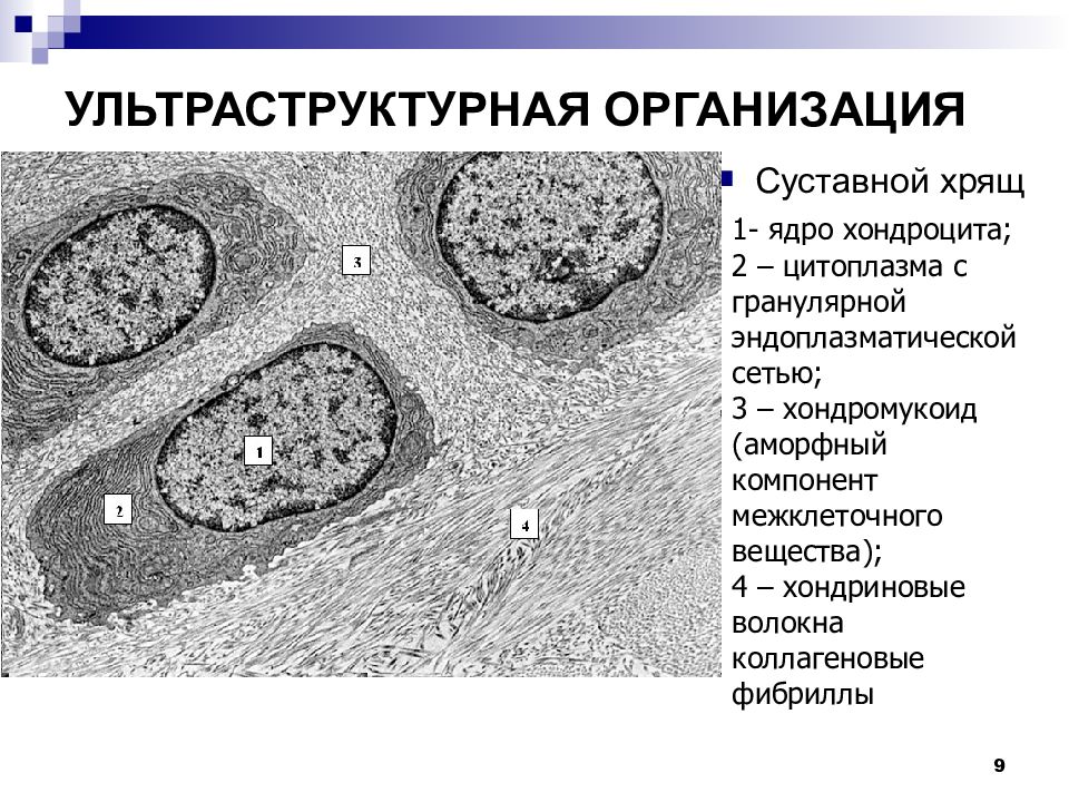 Скелетные ткани презентация