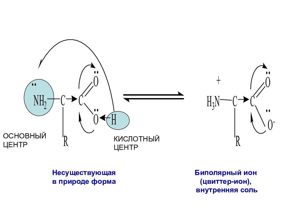 Основный центр. Биполярная структура аминокислот. Кислотные и основные центры. Биполярный цвиттер Ион. Кислотный и основный центр в аминокислотах.