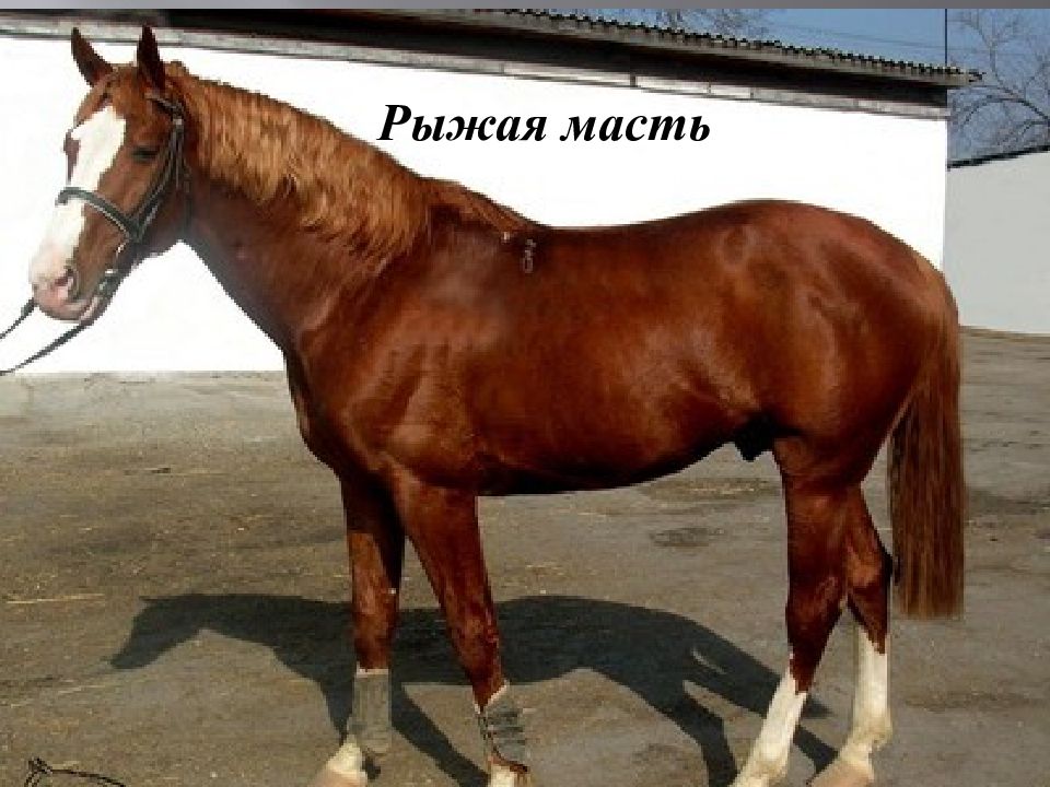 Рыжая масть