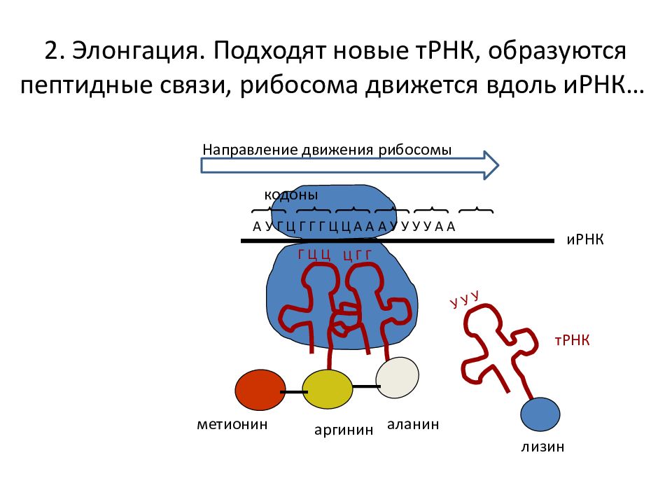 Структура белков транскрипция трансляция