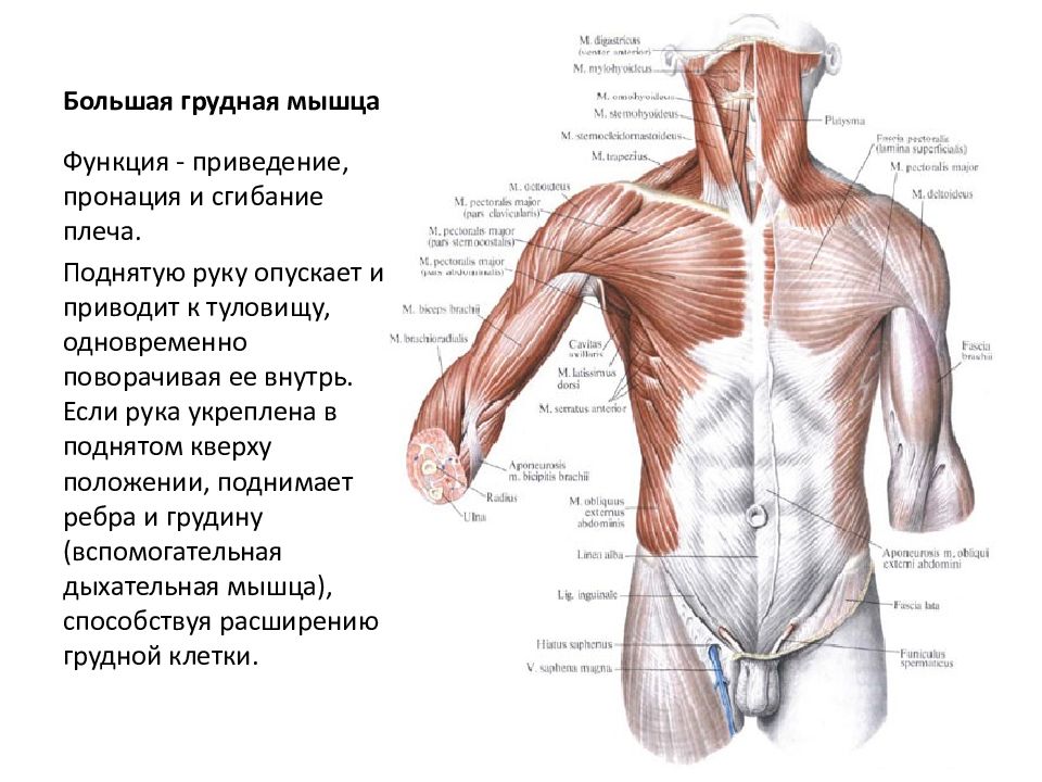 Мужской состоит. Большая грудная мышца анатомия. Большая грудная мышца начало прикрепление функции. Большая грудная мышца(Ключичная часть) функция. Мышцы грудины функции.