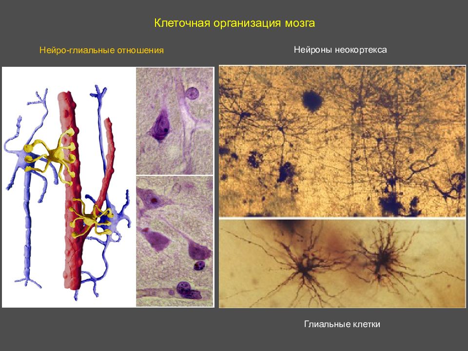 Клеточная организация. Глиальные макрофаги. Глиальные клетки. Клетки неокортекса.