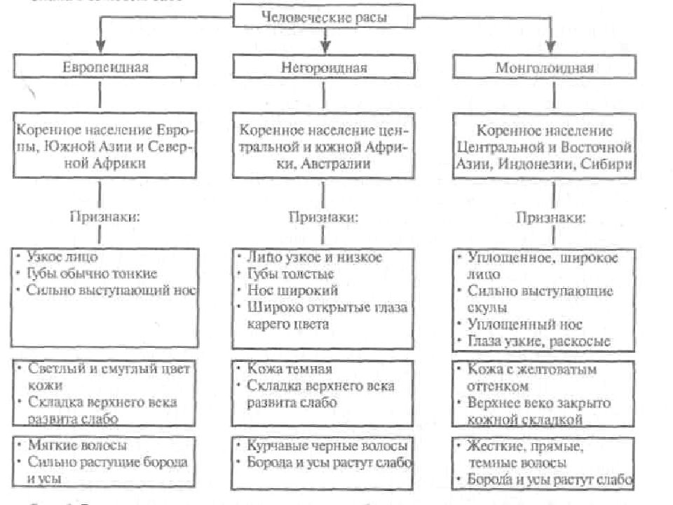 Человеческие расы схема