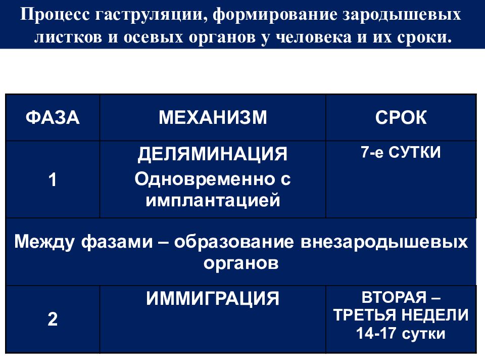 Процесс гаструляции, формирование зародышевых листков и осевых органов у