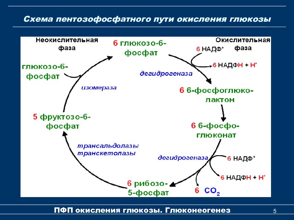 Биохимия в рисунках и схемах