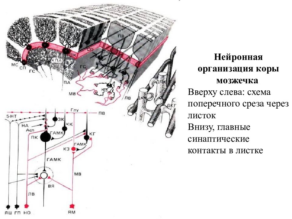 Схема нейронной организации коры мозжечка