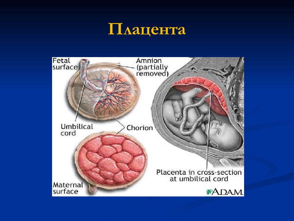 Плацента это. Плацента анатомия.