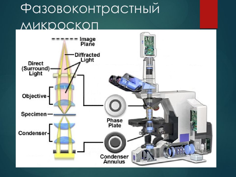 Световая микроскопия. Темнопольный световой микроскоп. Световая и электронная микроскопия. Микроскопия строение.