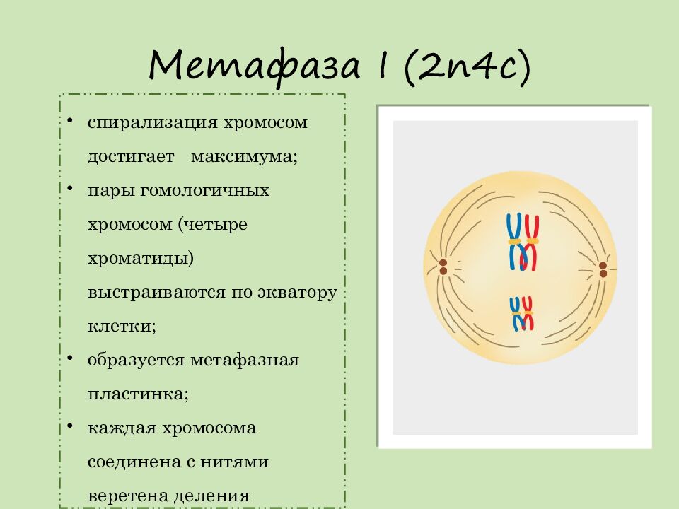 Метафаза I ( 2n4c )