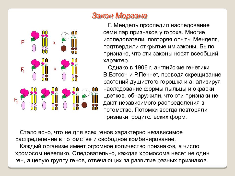 Законы менделя и моргана. 2. Хромосомная теория наследственности. Теория сцепленного наследования т Моргана. Хромосомная теория Томаса Моргана.