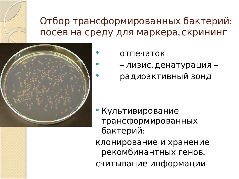 Выращивание микробов на различных питательных средах презентация