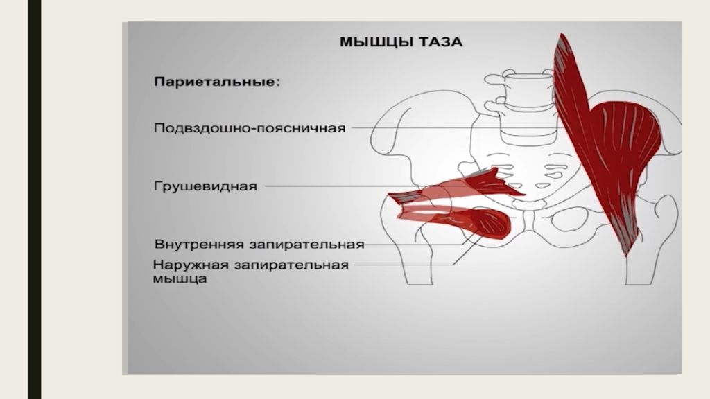 Тазовые мышцы у женщин. Диафрагма малого таза анатомия. Мышцы тазового дна. Мышцы тазового дна анатомия. Мышцы малого таза у женщин.