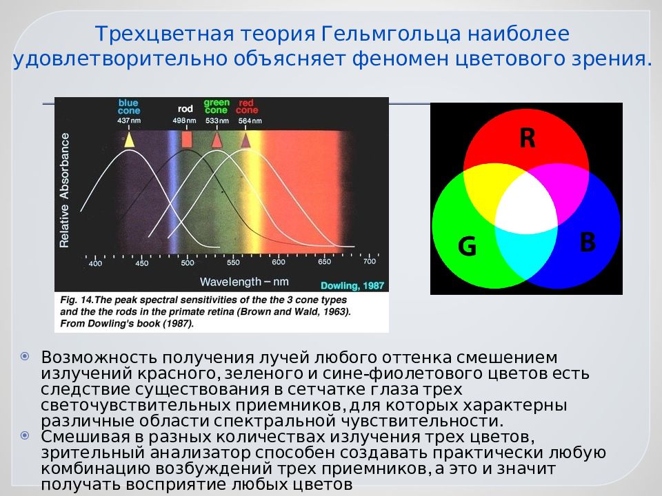 Цветное зрение имеют. Теория Гельмгольца. Теории цветового зрения. Явление цвета. Цветное зрение обеспечивают.