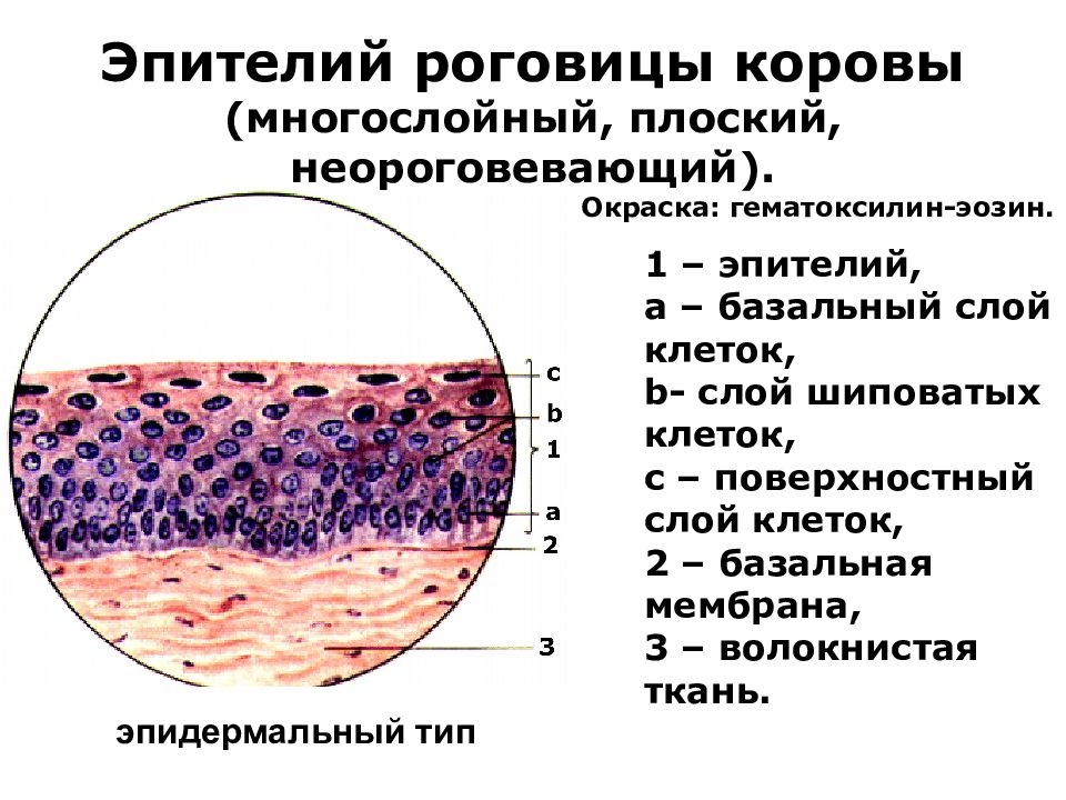 Многослойный неороговевающий эпителий рисунок