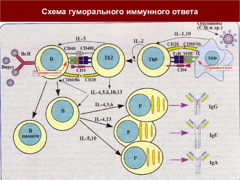 Схема т клеточного иммунного ответа