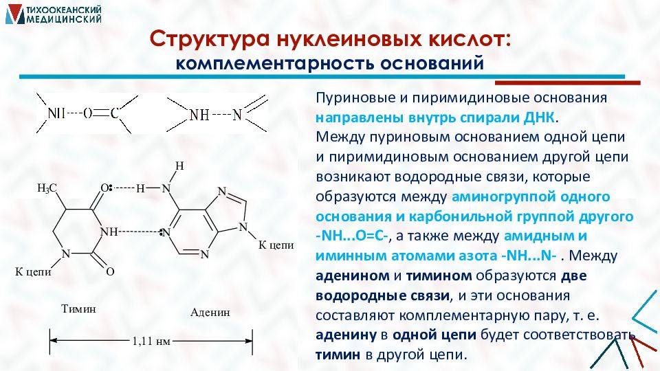 Структурная нуклеиновых кислот. Комплементарные основания в нуклеиновых кислотах. Биологически активные гетероциклические соединения. Строение мономерных звеньев нуклеиновых кислот. Химические связи в нуклеиновых кислотах.