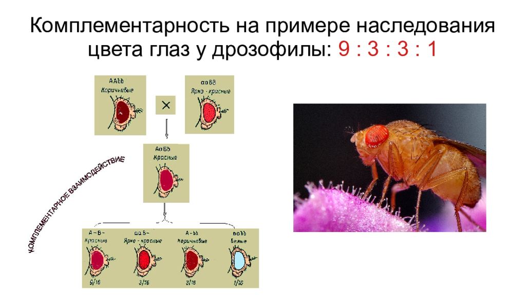 Красные глаза дрозофилы