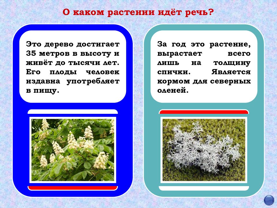 О каком цветке идет речь. О каком растении идет речь. Какие растения живут 1000 лет. Идите растения.