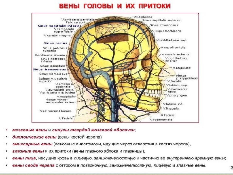 Отток крови от головного мозга. Сигмовидный синус отток. Эмиссарные вены головы. Венозный отток от головы.