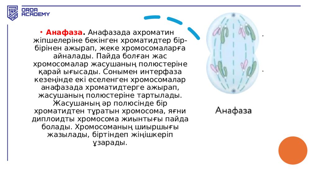 Жасушалық цикл