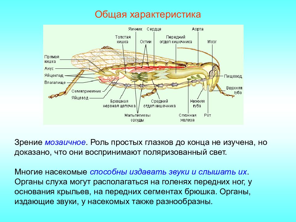 Класс насекомые. Общая характеристика животных класса насекомых. Дайте характеристику класса насекомых.