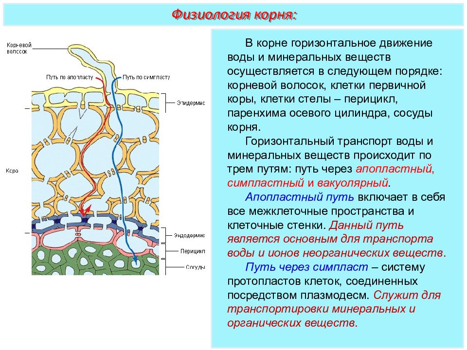 Движение клеток растений. Горизонтальный транспорт воды. Горизонтальный транспорт воды корнем. Транспорт воды в клрне. Горизонтальный транспорт у растений.