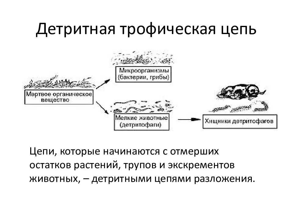 Детритная цепь питания схема