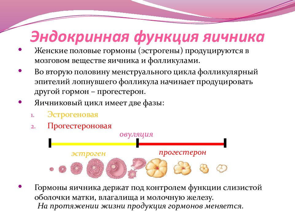 Строение и функции яичников презентация