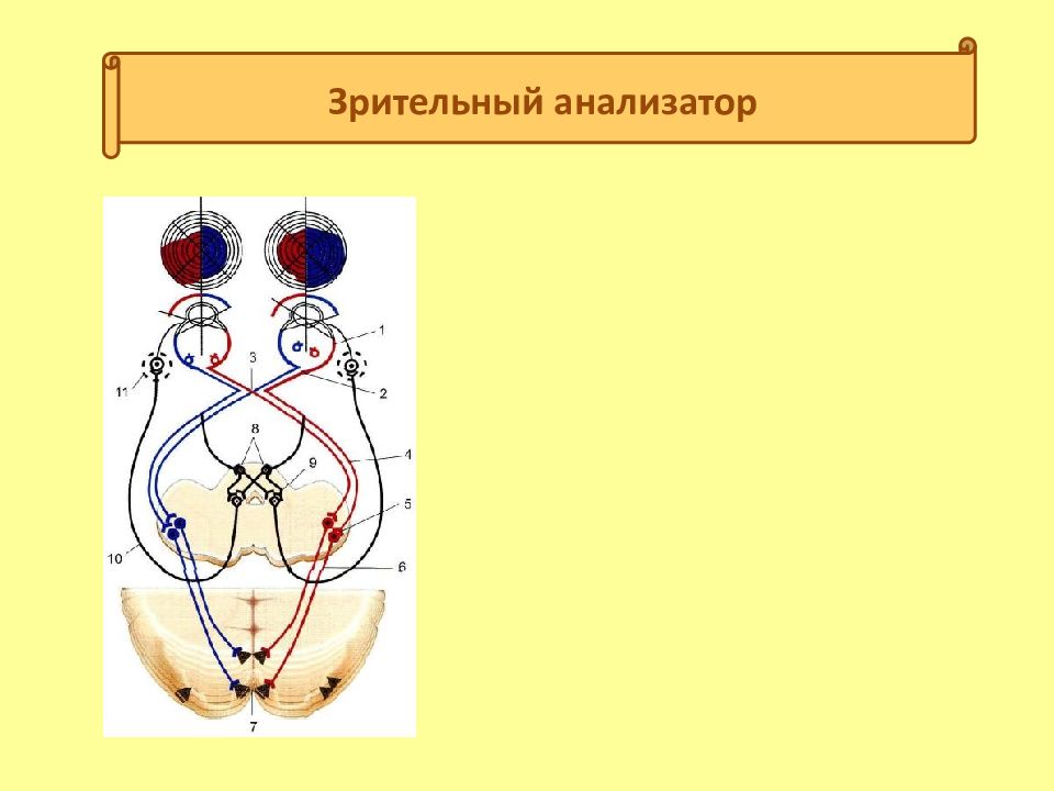 Кроссворд зрительный анализатор. Зрительный анализатор животных. Зрительный анализатор КРС. Строение зрительного анализатора животных. Строение зрительного анализатора коровы.