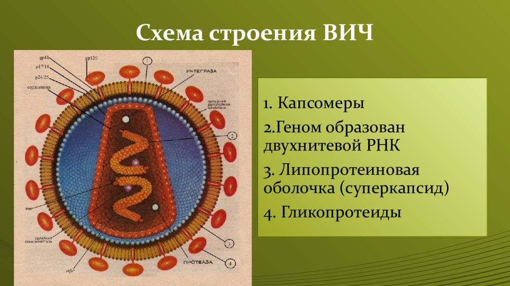 Вич биология. Структура вируса иммунодефицита человека ВИЧ 1 ВИЧ 2. Схема строения вириона ВИЧ. ВИЧ структура вириона. Схема строения вируса иммунодефицита человека.