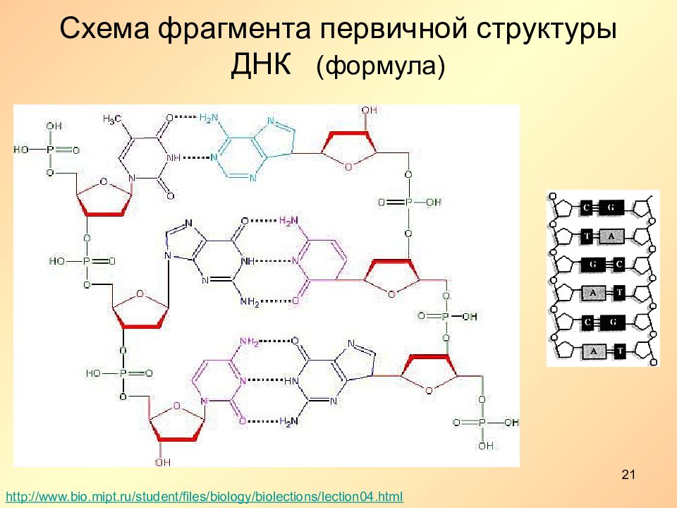 Строение фрагмента. Строение ДНК формула. Структурные формулы первичной структуры ДНК. Строение молекулы ДНК формула. Структурная формула фрагмента ДНК.