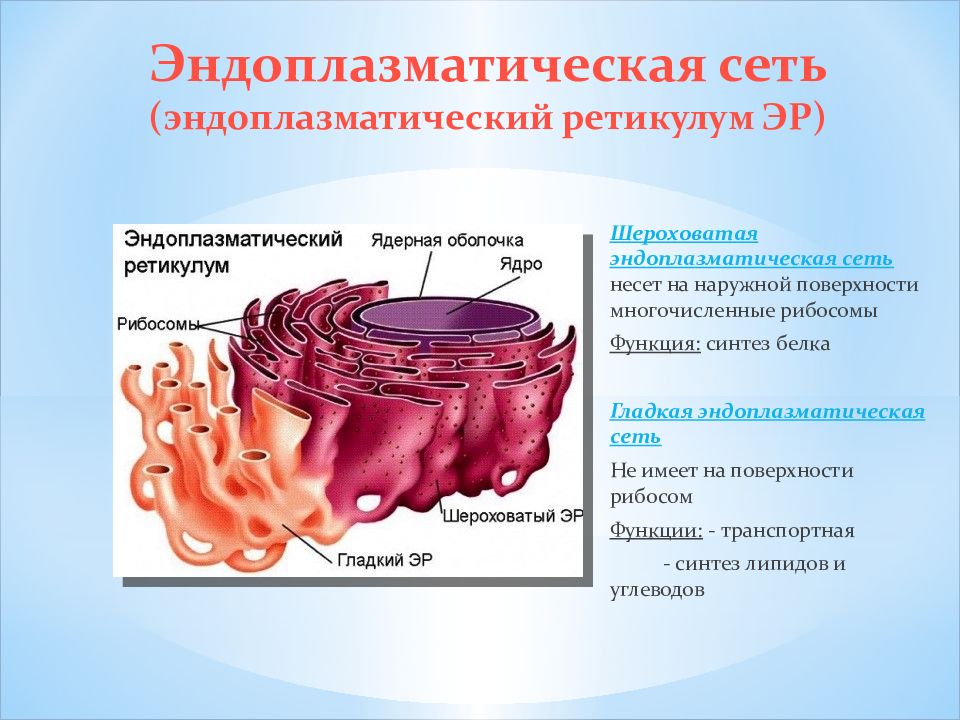 Гладкая эндоплазматическая сеть рисунок