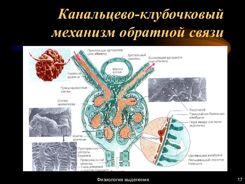 Процесс мочеобразования презентация